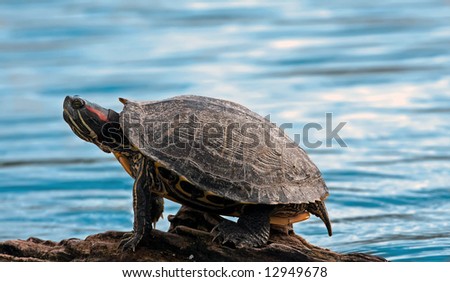 Turtle standing on piece of wood