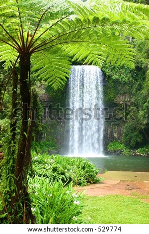 The new FanClans ideetjes - Pagina 3 Stock-photo-beautiful-rainforest-waterfall-framed-by-a-lush-tree-fern-529774