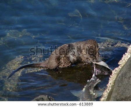 A sea otter eating a fish (baby shark?) the otter appears to be wounded.