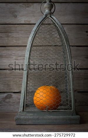 Orange ripe orange in a cage for birds