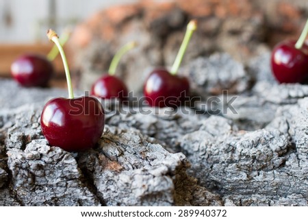 ripe cherry on a background of tree bark