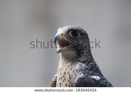 A disabled falcon stares at the camera, wide eyed and open mouthed. The image shows the  head and upper torso of a falcon,