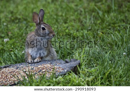 A wild brown rabbit stands alert in front of a pile of bird seed amid a field of grass.