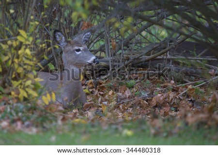 White tailed deer hiding in the bushes of a suburban neighborhood in mid-Autumn.