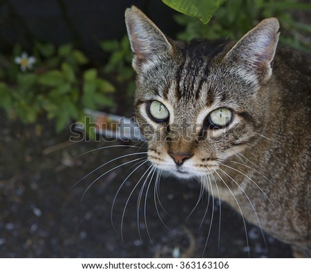 Tortoise shell cat stares into the camera with baleful green eyes sitting in a garden setting. Close-up image shows details in the fur, eyes and whiskers.