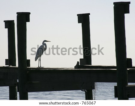 Great white egret standing on a dock silhouetted against a late morning sky. Photo ID: Beachscene00006a