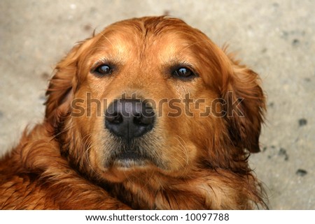 Long-haired golden Lab mix dog looking directly into the camera. Focus is on eyes