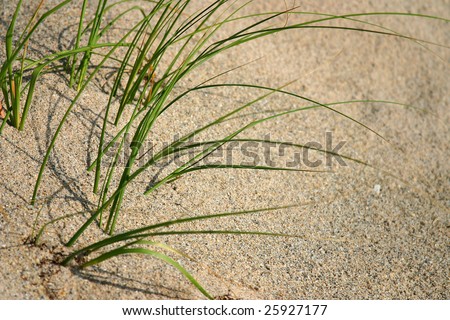 Green beach grasses growing in the sand, Grass is on the left side of frame. Image has plenty of open space on the right for text
