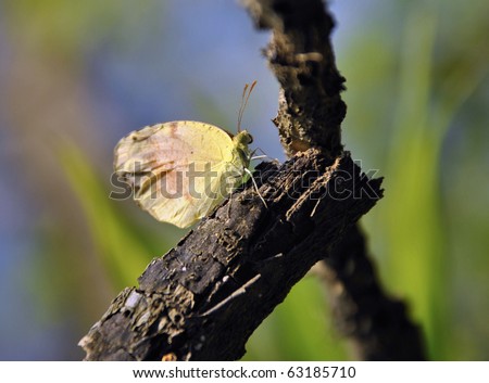 small yellow butterfly on dead tree limb along the banks of the Tennessee River, resting it\'s delicate wings