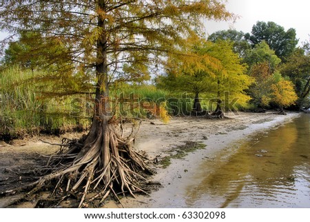 cypress trees and their roots showing on a muddy sandy bank of the Tennessee River while at a lower water level, leaves showing just a hint of Fall color