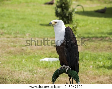 AFRICAN FISH EAGLE IN CAPTIVITY. FALCONRY