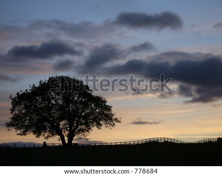 tree and field fence silhouetted against a sunset sky