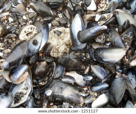 muscle shells on a beach