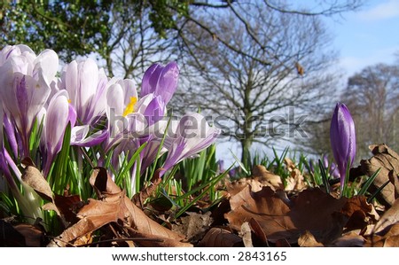low level view of purple crocuses in February