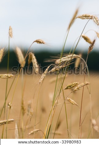 close up of sheaves of corn with out of focus background