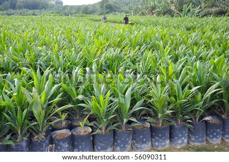 Oil palm sapling