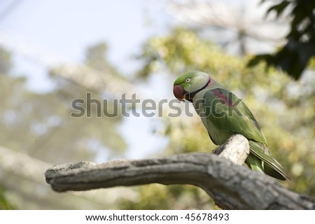 Green Parrot is standing on the branch of a tree, in Hong Kong Park