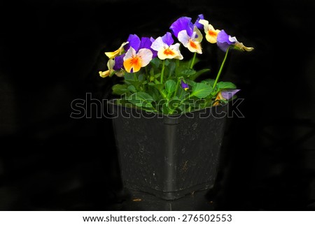 Purple and peach colored pansies in pony pack on black background