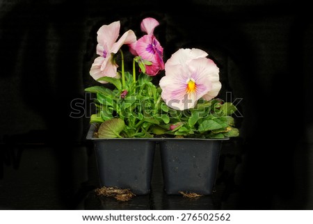 Pink pansies in a pony pack on black background