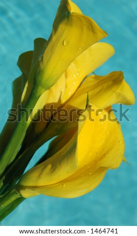Yellow calla lilies floating in water