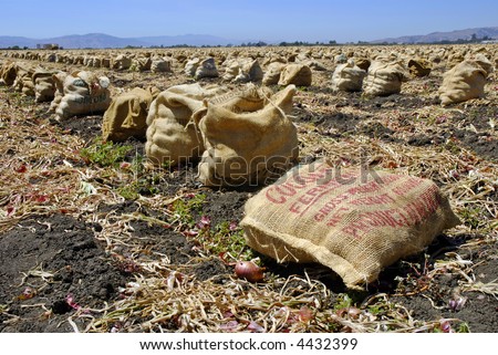 Freshly harvested red onions in burlap sacks on the soil in a tilled field