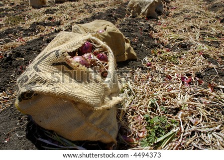 Freshly harvested red onions in burlap sacks on the soil in a tilled field