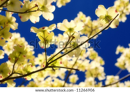 Flowering+dogwood+shrub