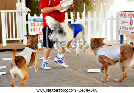SACRAMENTO, CA - August 18, 2008: Three dogs from the K9 Kings dog show chase frisbees, trainer reality TV star JD from \