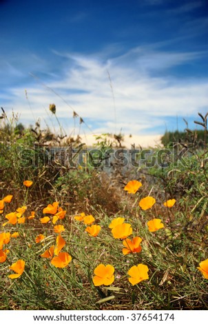 California poppies growing in front of Oregon Sand Dunes National Recreation Area, Coos Bay, Oregon