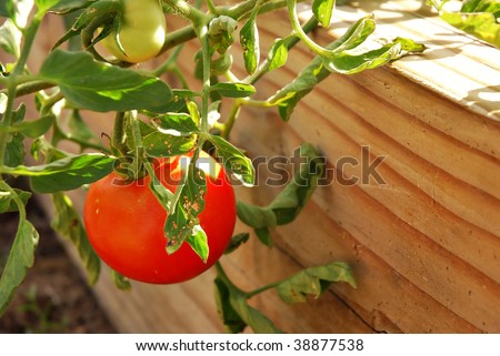 Beefsteak tomato growing in wooden raised bed
