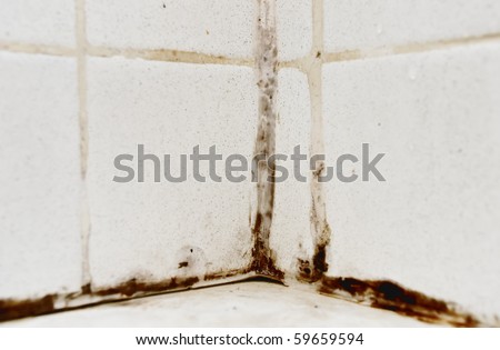 Black mold growing on shower tiles in bathroom