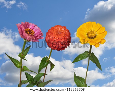 Flowers Zinnia with green leaves and blue sky with clouds