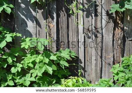 Natural background: a old wooden fence and a climber plant hop
