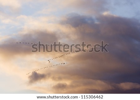 Geese flying in formation on an early autumn morning.