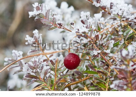 Cranberry in winter, plant covered with snow and ice
