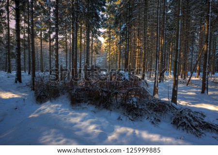 Fallen pine tree in a snowy forest, light spots of the last sun rays on snow and trees