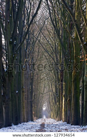 A long path with beeches in winter, snow on the ground