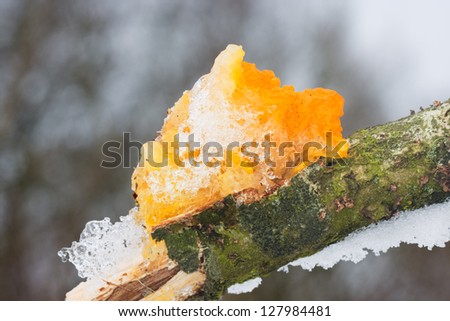Yellow Brain Fungus or Golden Jelly Fungus (Tremella Mesenterica), covered with snow and ice, on Oak.