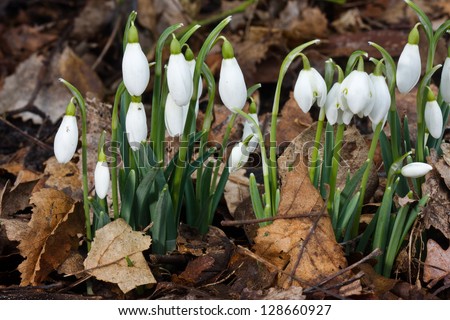 Snowdrops in early spring between the fallen leaves of the previous year.