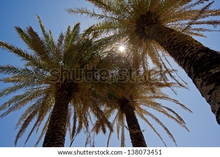 Sun shining through the leaves of Cretan date palm trees.
