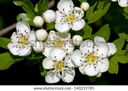 White blossom of Hawthorn