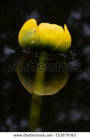 Flower of Yellow Water-lily, reflected in dark water