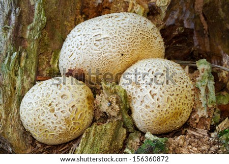 Pigskin poison puffball on a rotten tree