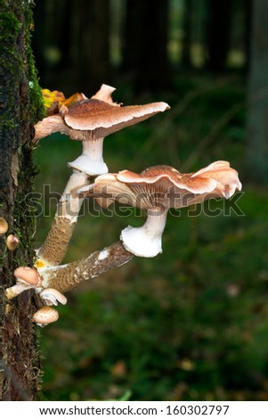 Two big and some small Honey fungus mushrooms growing on an Oak