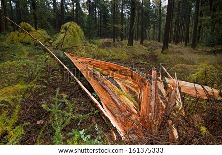 Storm damage: a Larch, broken down by a heavy storm