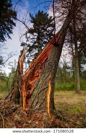 Storm damage: a Larch, broken in a heavy storm