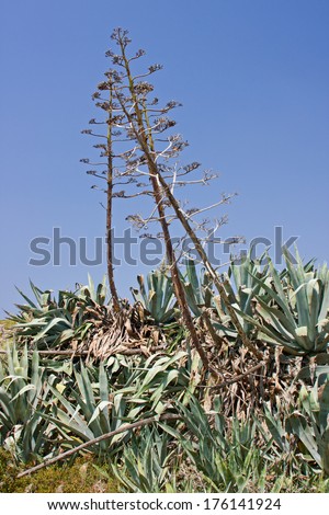 Agave or Century plant in bloom