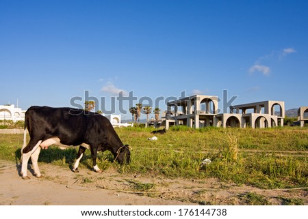 Stagnating construction of holiday park in Greece: a cow grazing amidst building sites