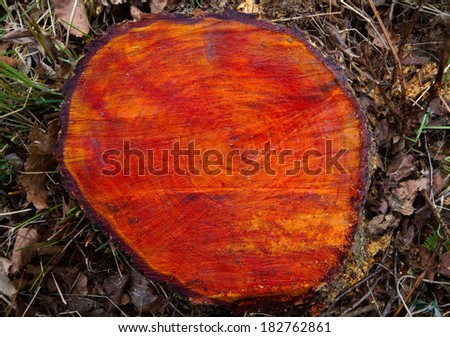 Red wood, a trunk of Black alder