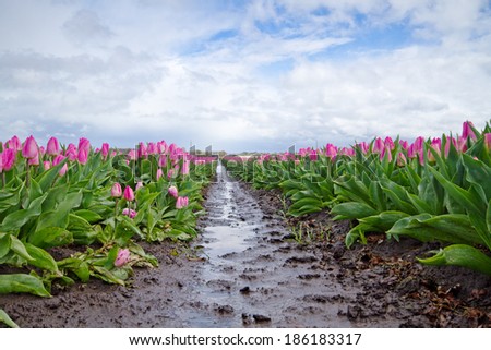 Pink Tulips on a muddy field with puddles after rain
